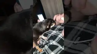собака говоряка. Ричик Запорожье
