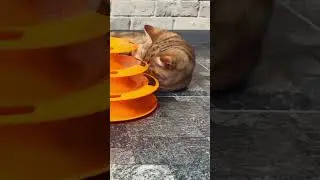 Não parece o Garfield? Que fofura! #cute #cat #playing #garfield #cuteshorts #rurallife