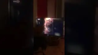 Cat watches TV