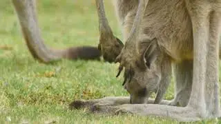 Kangaroos 101: Learn Everything you need to know about Kangaroos!