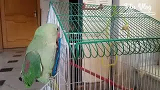 They both are teasing each other 😁 #parrotfunnyvideo #totuvlog