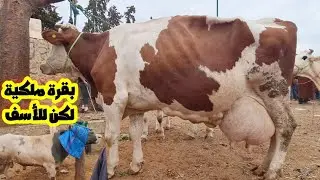 بقرة ملكية لكن للأسف😱سوق أربعاء مكناس لعجول كسابيين وكزاريين وبقرات 2024/09/11