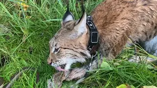 Looking for a Lynx in the Forest! A Review of the Petsee GPS Tracker