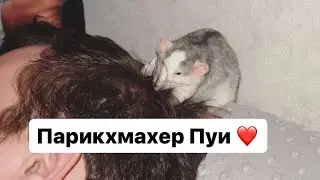 Пуи и волосы 🐀❤️
