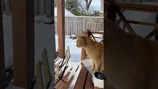Cat: Where Did All This Snow Come From!?! 