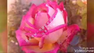 Розы - прекрасные цветы.