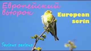 Европейский вьюрок. European serin. Serinus serinus