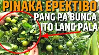 PANGPA BUNGA NA MAKIKITA MO LANG SA PALIGID MO - ITO LANG PALA | D' GREEN THUMB