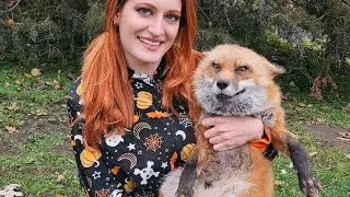 How much would you give to save a Finnegan Fox? 🦊
