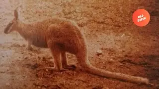 L'ultima foto prima dell'estinzione