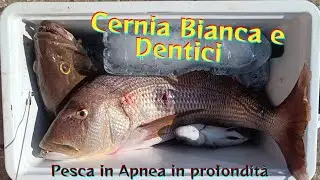 Dentici e Cernia Bianca - Pesca in Apnea in profondità