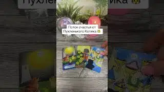 Поток счастья от Пухленького Котика 🐯