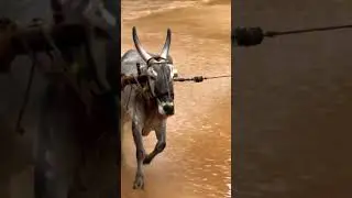 Bull race #bull race