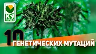 10 ФАКТОВ О ГЕНЕТИЧЕСКОЙ МУТАЦИИ
