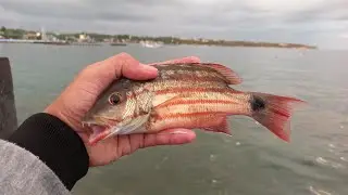 Mancing Pinggiran‼️Kurang Sambaran, Sekali Sambar Dapat Ikan Size Lumayan