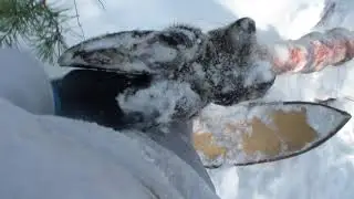 Волки задрали крупного лося. идем за ними.