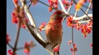 Canon SX50 HS Feature Tutorial for Bird and Macro Pictures.