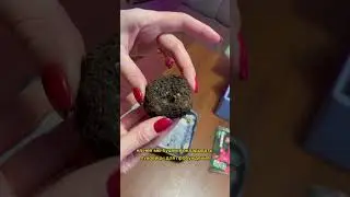 Как разбудить луковицы бегонии?? 