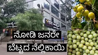 ನೋಡಿ ಜನರೇ ಬೆಟ್ಟದ ನೆಲ್ಲಿಕಾಯಿ 😝