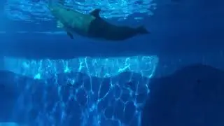 🐬🐬🐬они такие умнички!