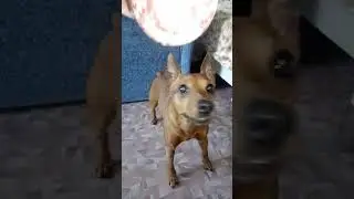 СОБАЧЬЯ ЖАДНОСТЬ!Цвергпинчер Скайп