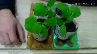 Проверка качества семян огурца и грунта. Выращивание рассады.