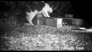 Cat exploring