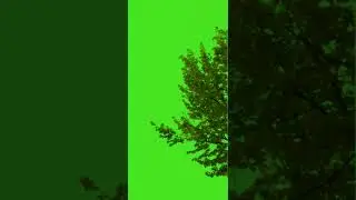 Tree Green Screen | tree falling with plants green screen effect video |