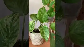 Мой самый любимый уголок 🤍🌱 