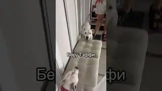 Наша вчерашняя прогулка по лесу🌲Увидели много белок и даже зайца😍 #глухаясобака #глухаятэффи #dog