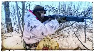 Охота на лису из засидки   Очередная неудача!