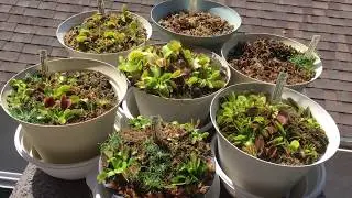 Venus Flytraps | Dionaea Muscipula | Spring 2018 UPDATE!