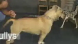 BULL TERRIER & bullies    Amichetti . * .