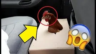 OMG JE PRANK MA POULE ÇA TOURNE MAL, EPIC REACTION (-18)
