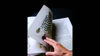 Flora Batava 1800-1934: de wilde planten van Nederland