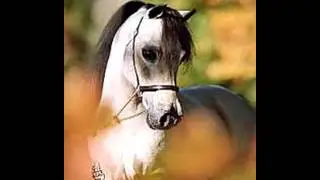 top 10 les plus belle races de chevaux