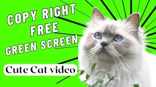 Copyright Free Green Screen Cute Cat | Copyright Free Video | GFX | VFX | Effects