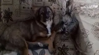 Они не могут друг без друга