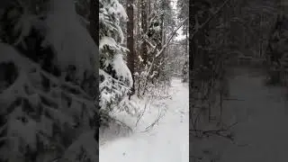 Петарда шухер