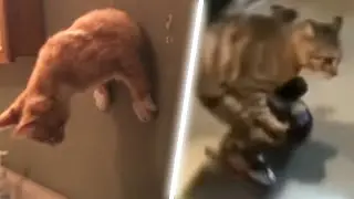 memes that make my cat bark
