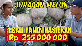Cara Juragan Merawat Tanaman Melon, PERAWATAN MELON part 2