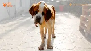 Blind Skinny Weak St Bernard Barely Alive Rescued By Viktor Larkhill's Let's Adopt International
