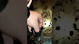 Червяк Колбасер