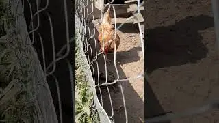 Моё, не трожь, иначе...! #курынесушки #петухи  #chick #chicken #сентябрь