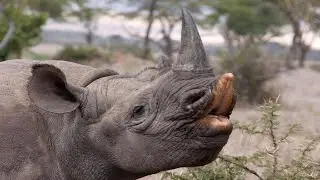 Rhino Sounds - Noises