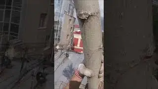 Удаление дерева в центре города