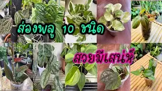 พืชตระกูลพลู 10 ชนิด ต้นไม้มงคล ฟอกอากาศ ไม้ประดับใบสวย