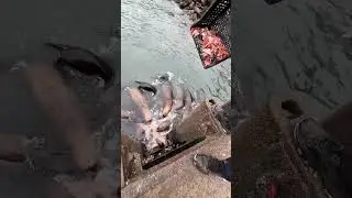 Meeting in the Pacific Ocean 