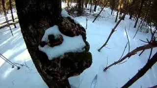 Последний выход на лыжах: солнце, лес, следы, позитив (выход в лес)