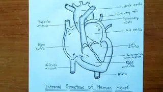 How to draw Internal Structure of human heart | step by step | pencil Sketch